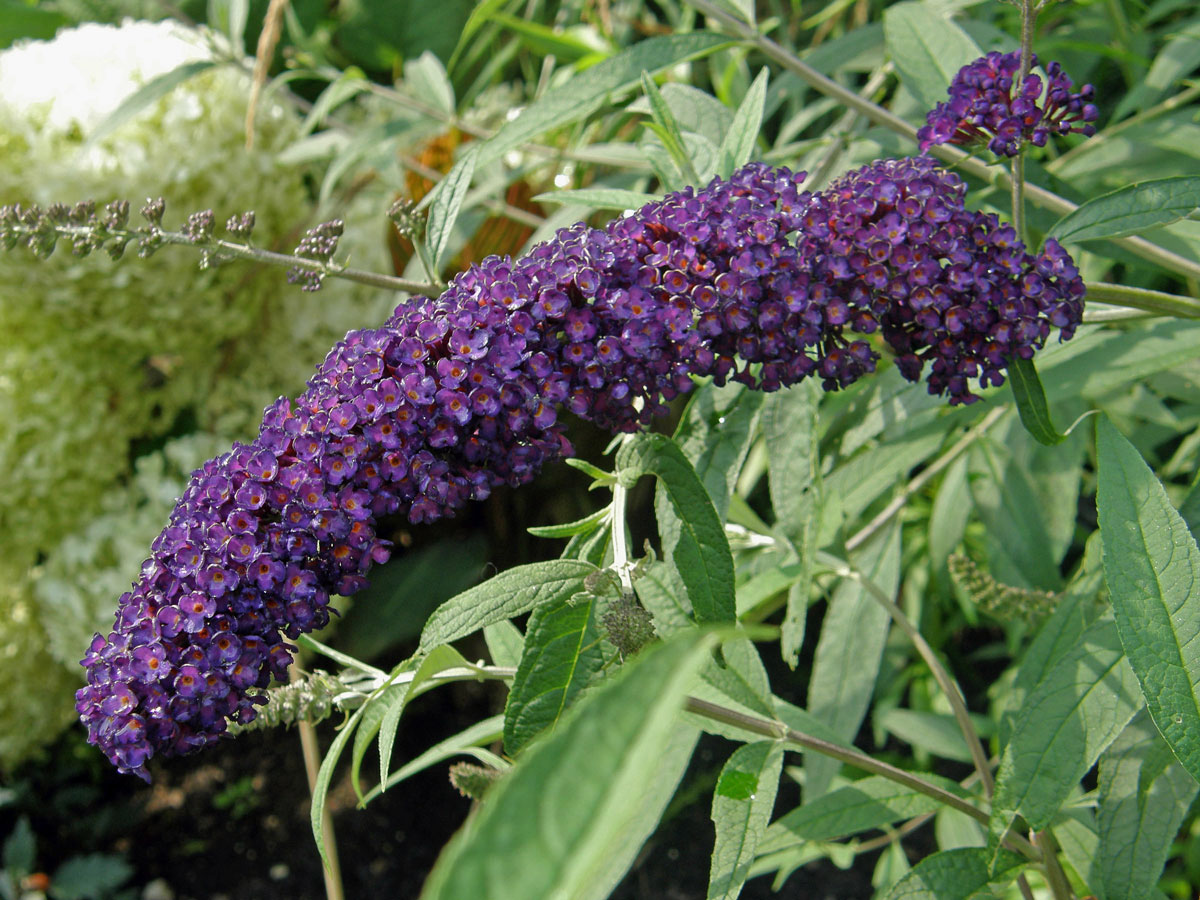 Komule Davidova (Buddleja davidii Franchet)