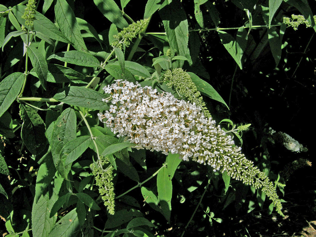 Komule Davidova (Buddleja davidii Franchet)