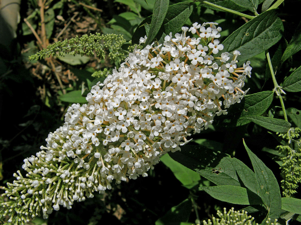 Komule Davidova (Buddleja davidii Franchet)