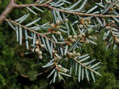 Tsuga kanadská (Jedlovec kanadský) (Tsuga canadensis (L.) Carriére)