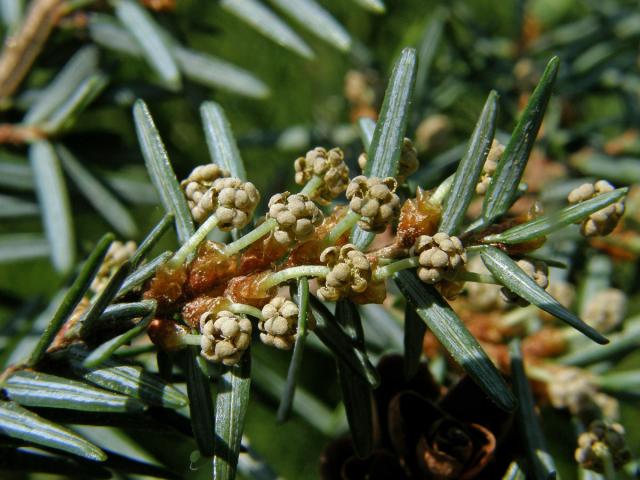 Tsuga kanadská (Jedlovec kanadský) (Tsuga canadensis (L.) Carriére)