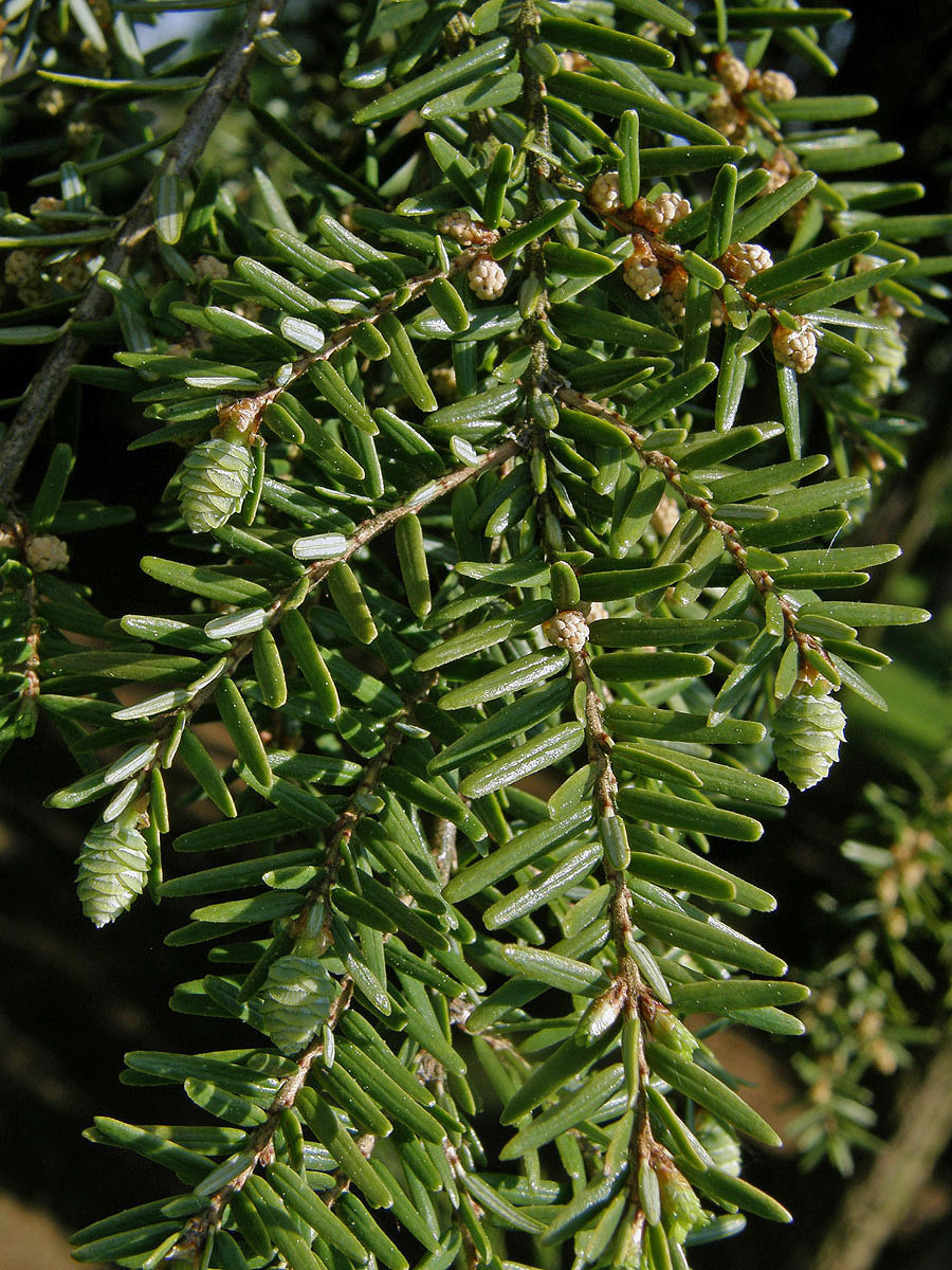 Tsuga kanadská (Jedlovec kanadský) (Tsuga canadensis (L.) Carriére)