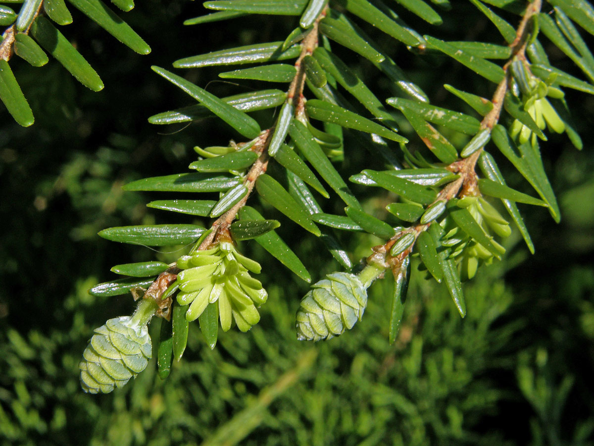 Tsuga kanadská (Jedlovec kanadský) (Tsuga canadensis (L.) Carriére)