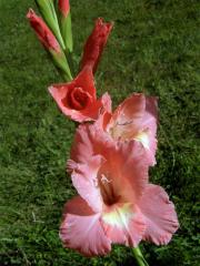 Mečík křížený (Gladiolus hybridus hort.)