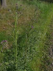 Pcháč bahenní (Cirsium palustre (L) Scop.)