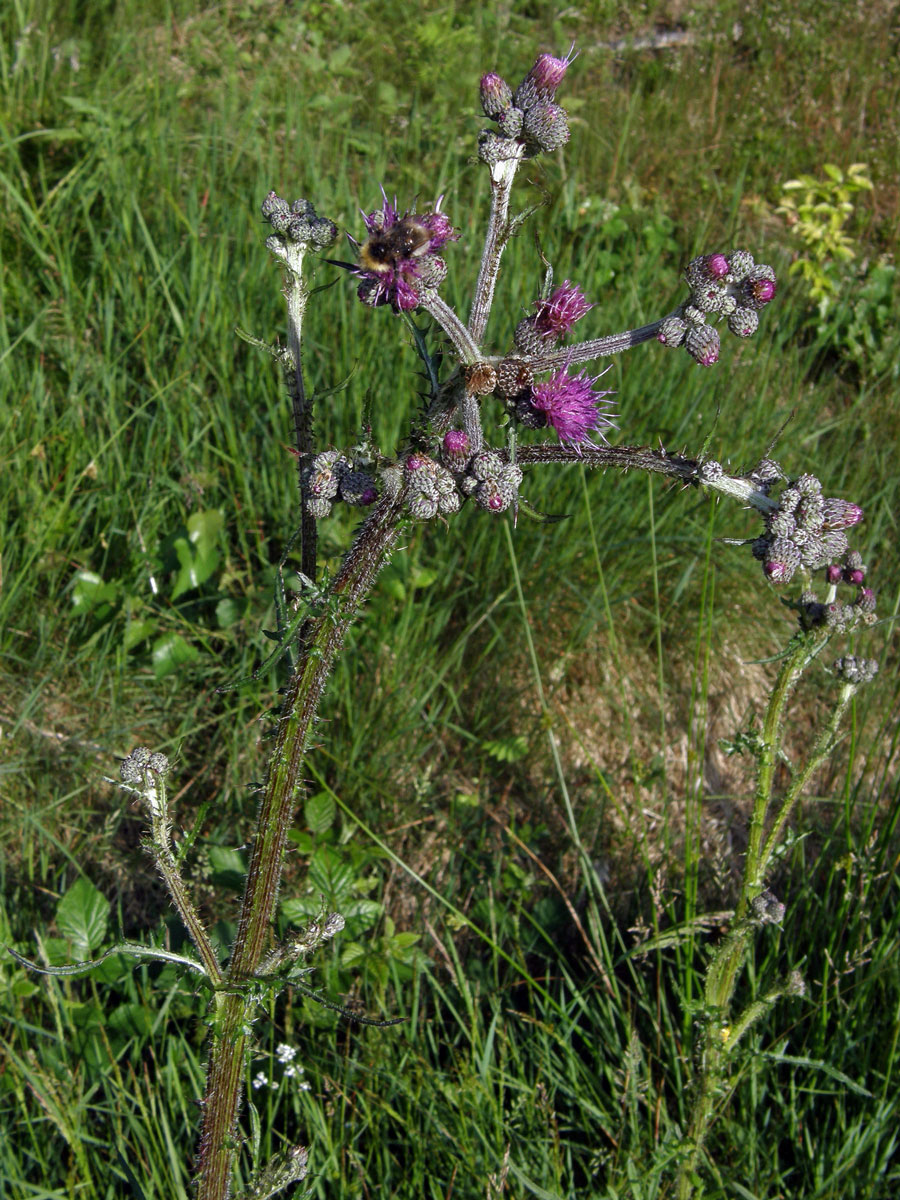 Pcháč bahenní (Cirsium palustre (L) Scop.)