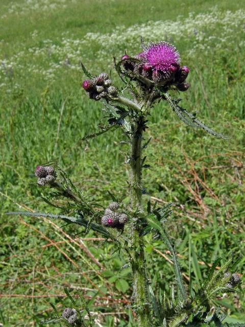 Pcháč bahenní (Cirsium palustre (L) Scop.)