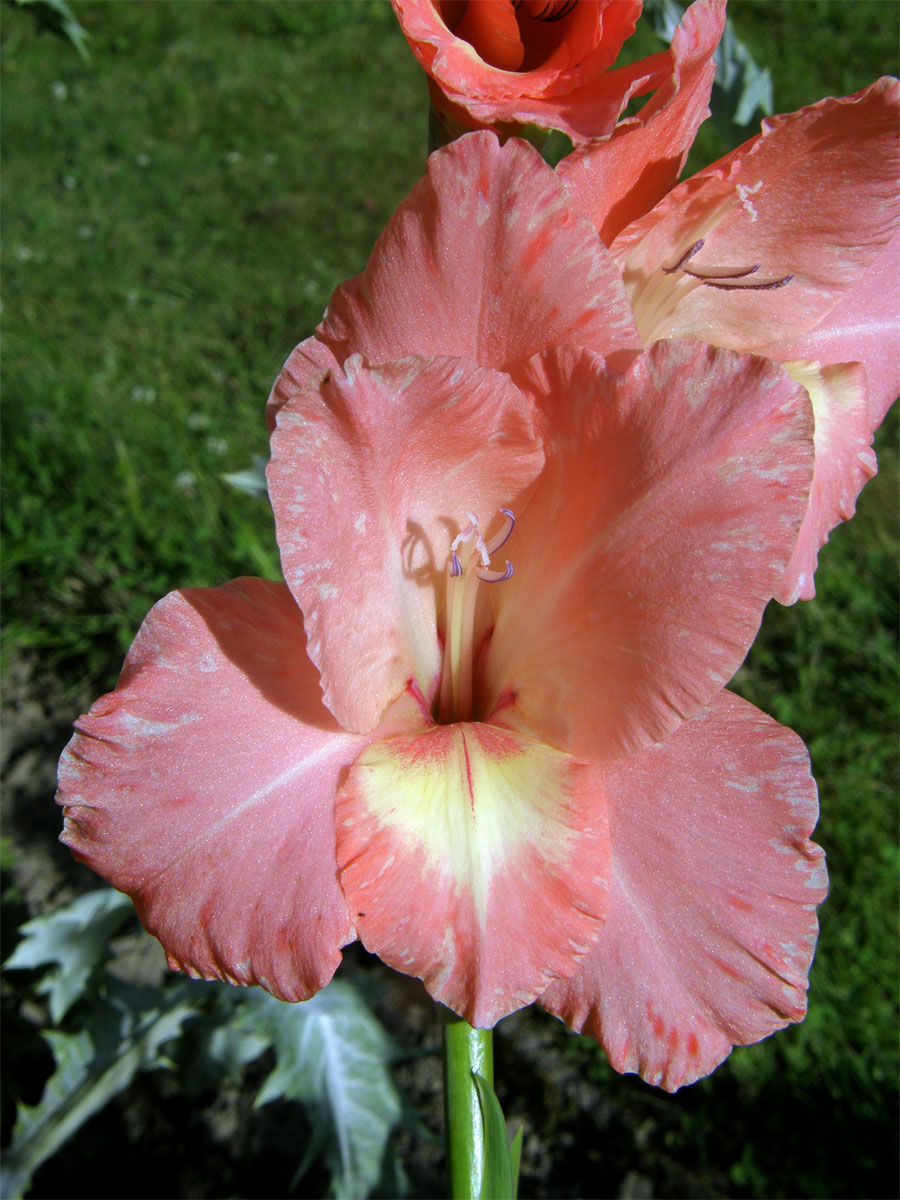 Mečík křížený (Gladiolus hybridus hort.)