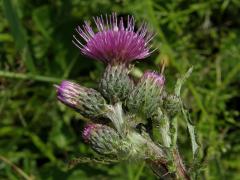 Pcháč bahenní (Cirsium palustre (L) Scop.)