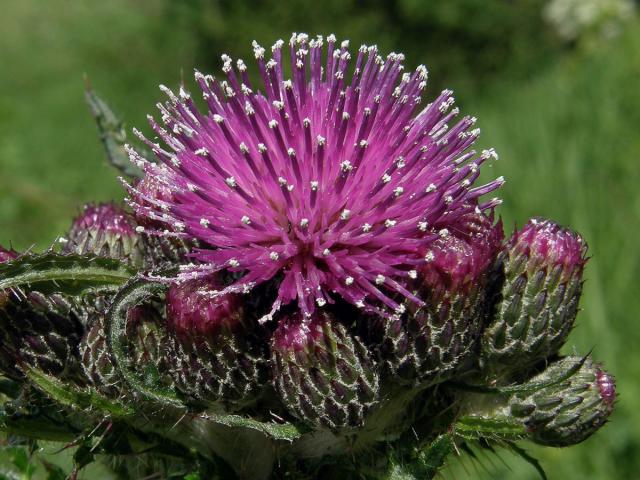 Pcháč bahenní (Cirsium palustre (L) Scop.)