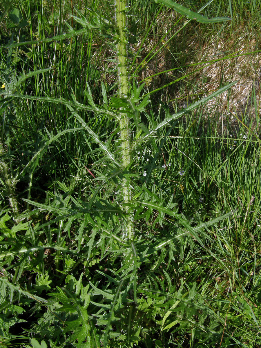 Pcháč bahenní (Cirsium palustre (L) Scop.)