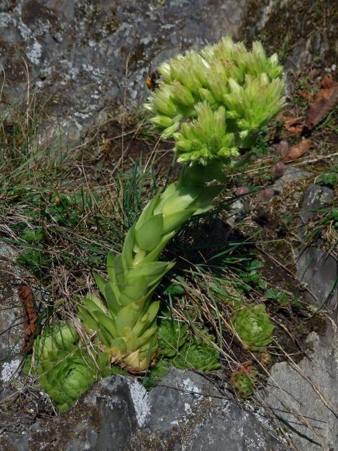 Netřesk výběžkatý (Jovibarba globifera (L.) Parnell)