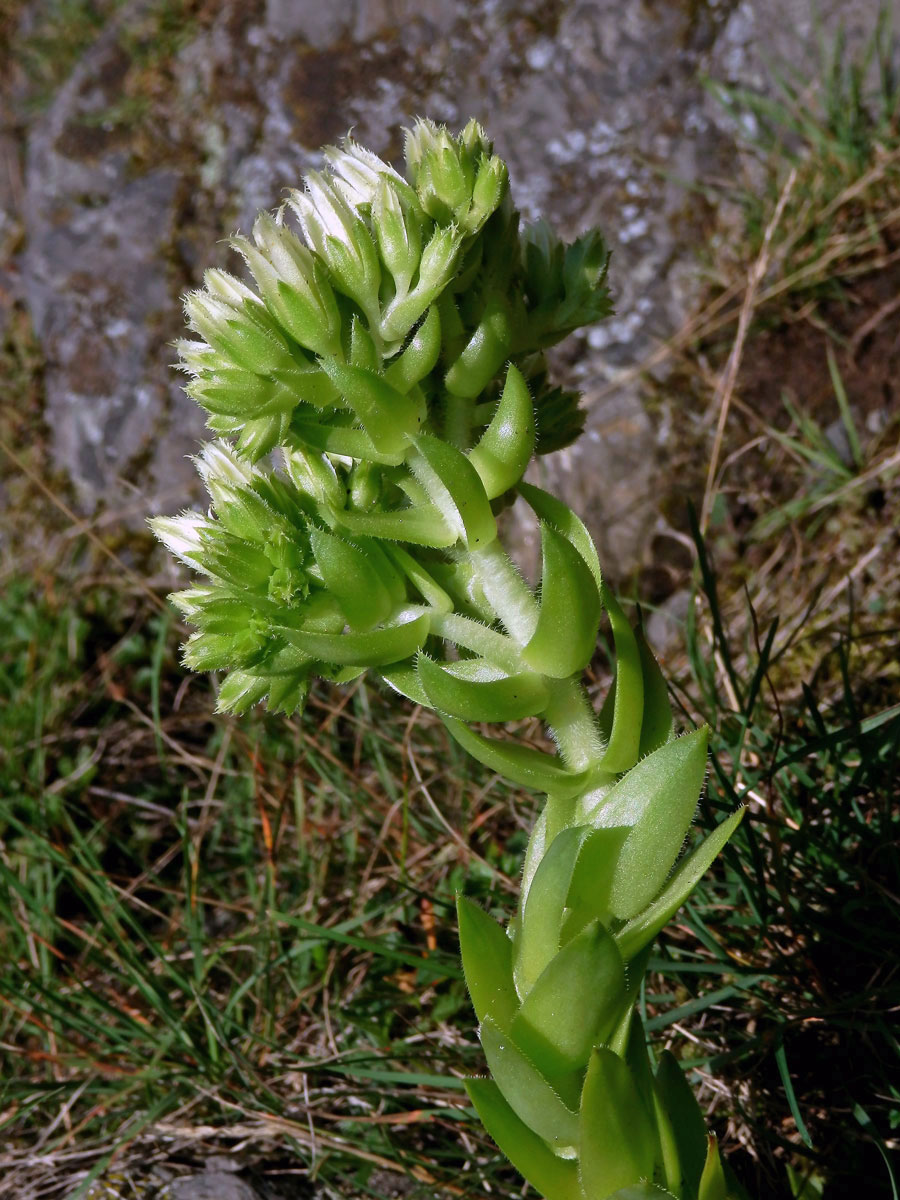 Netřesk výběžkatý (Jovibarba globifera (L.) Parnell)