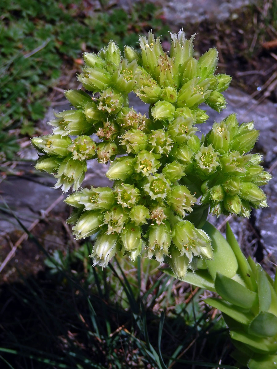 Netřesk výběžkatý (Jovibarba globifera (L.) Parnell)