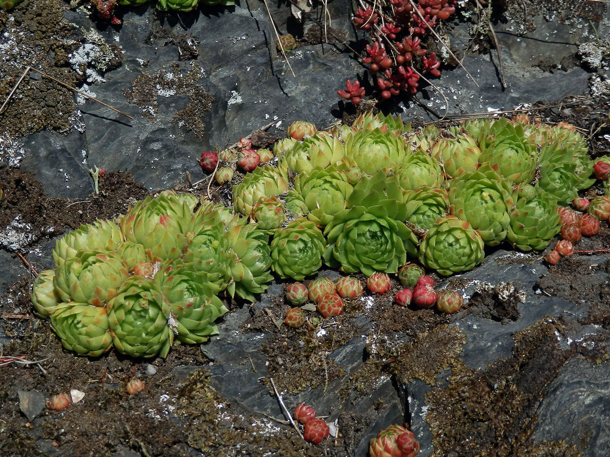 Netřesk výběžkatý (Jovibarba globifera (L.) Parnell)