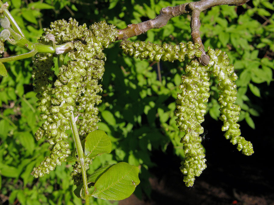 Ořešák královský (Juglans regia L.)