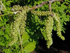 Ořešák královský (Juglans regia L.)   