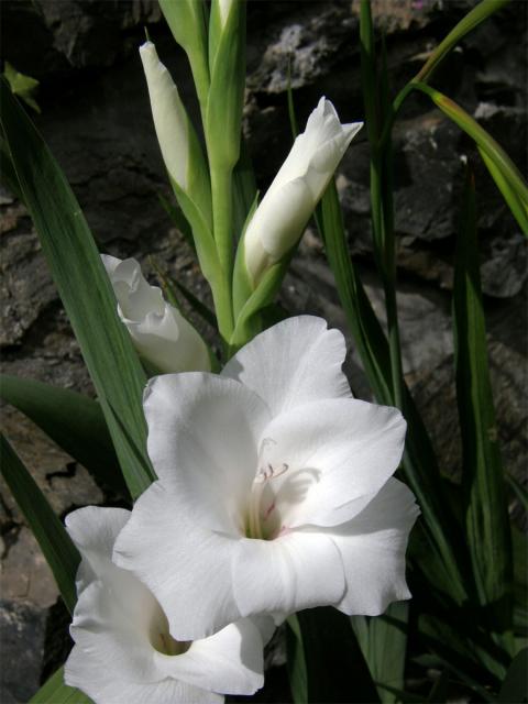 Mečík křížený (Gladiolus hybridus hort.)