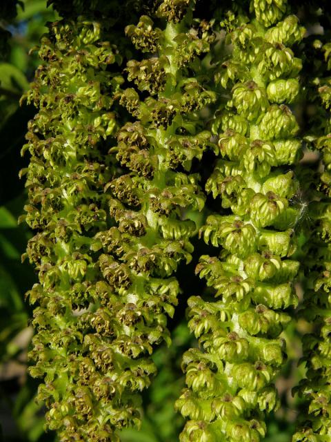 Ořešák královský (Juglans regia L.)