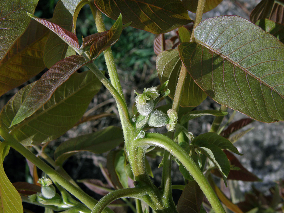 Ořešák královský (Juglans regia L.)