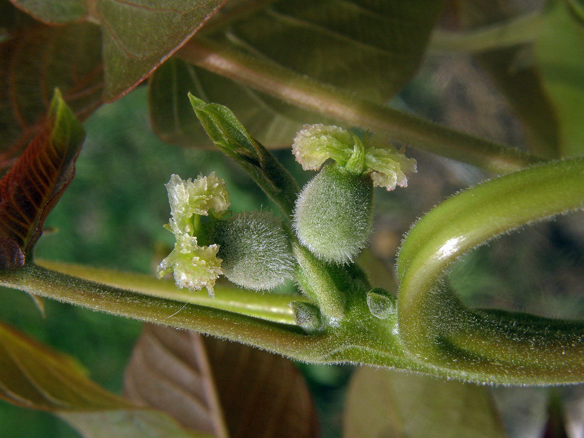 Ořešák královský (Juglans regia L.)