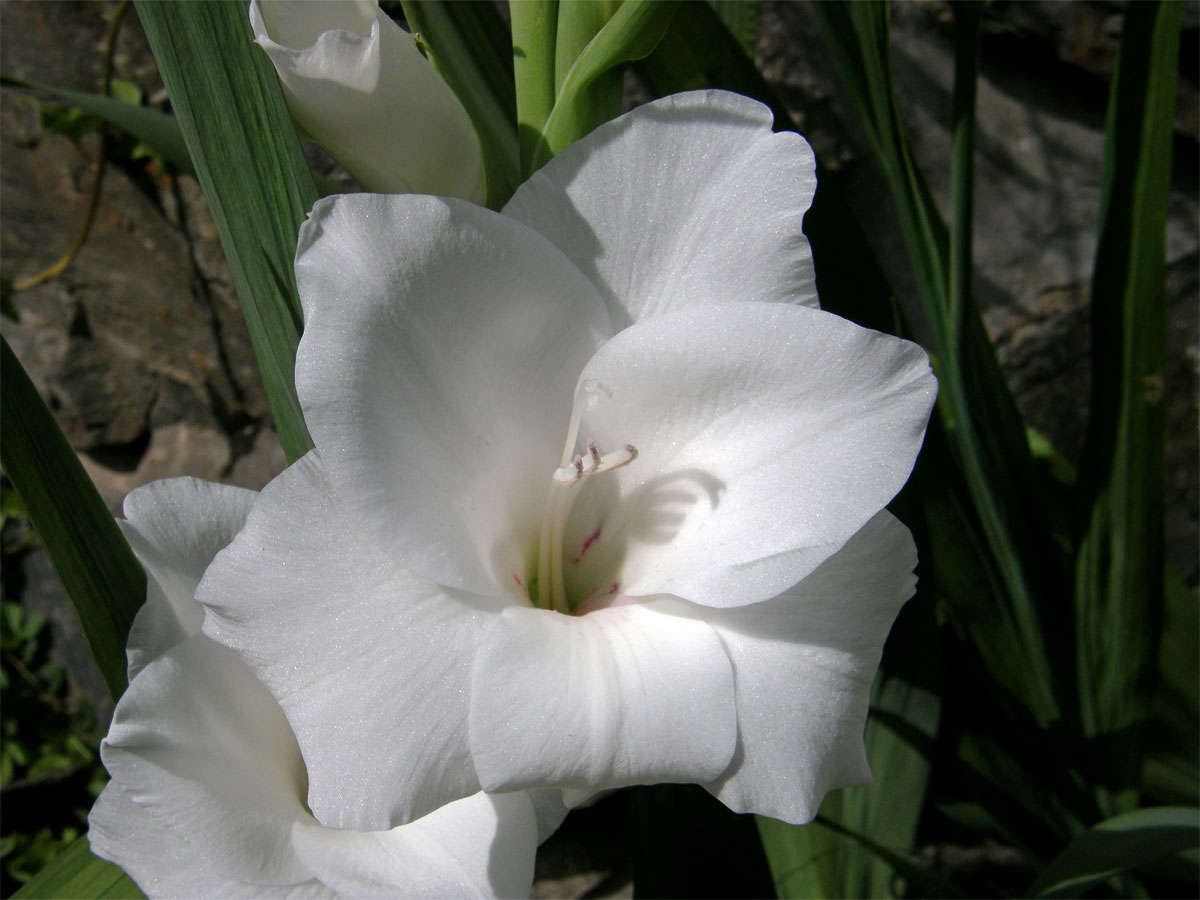 Mečík křížený (Gladiolus hybridus hort.)