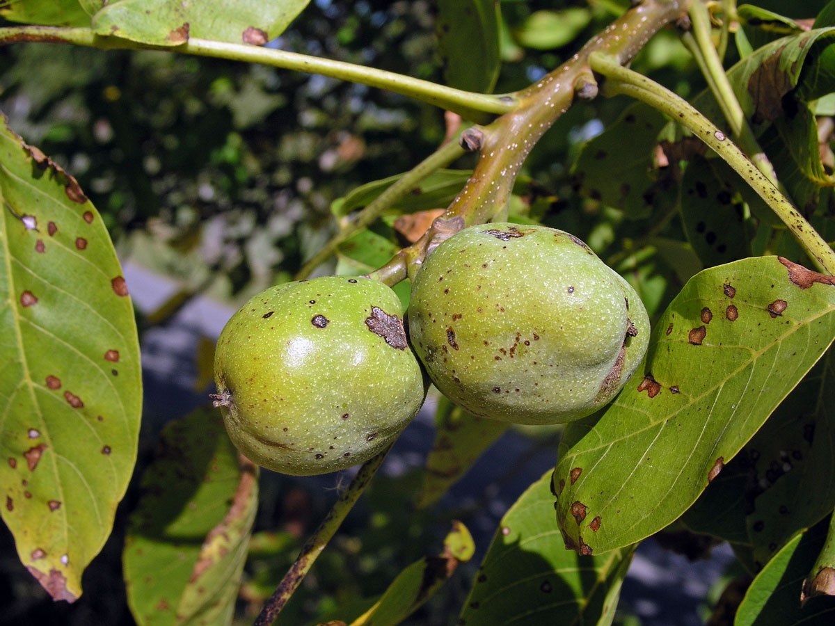 Ořešák královský (Juglans regia L.)