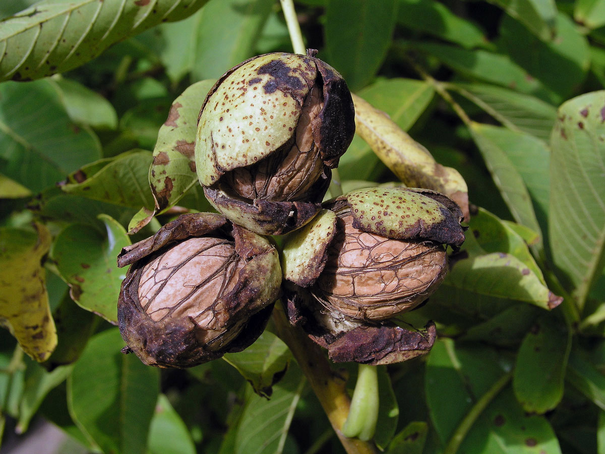 Ořešák královský (Juglans regia L.)