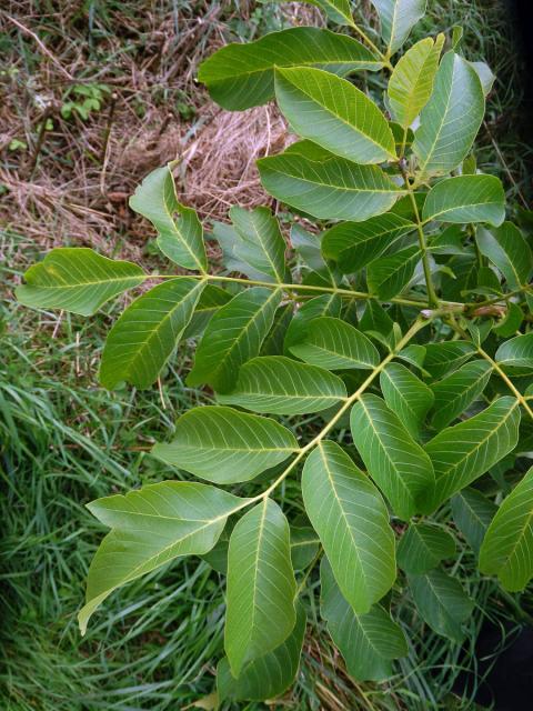 Ořešák královský (Juglans regia L.)