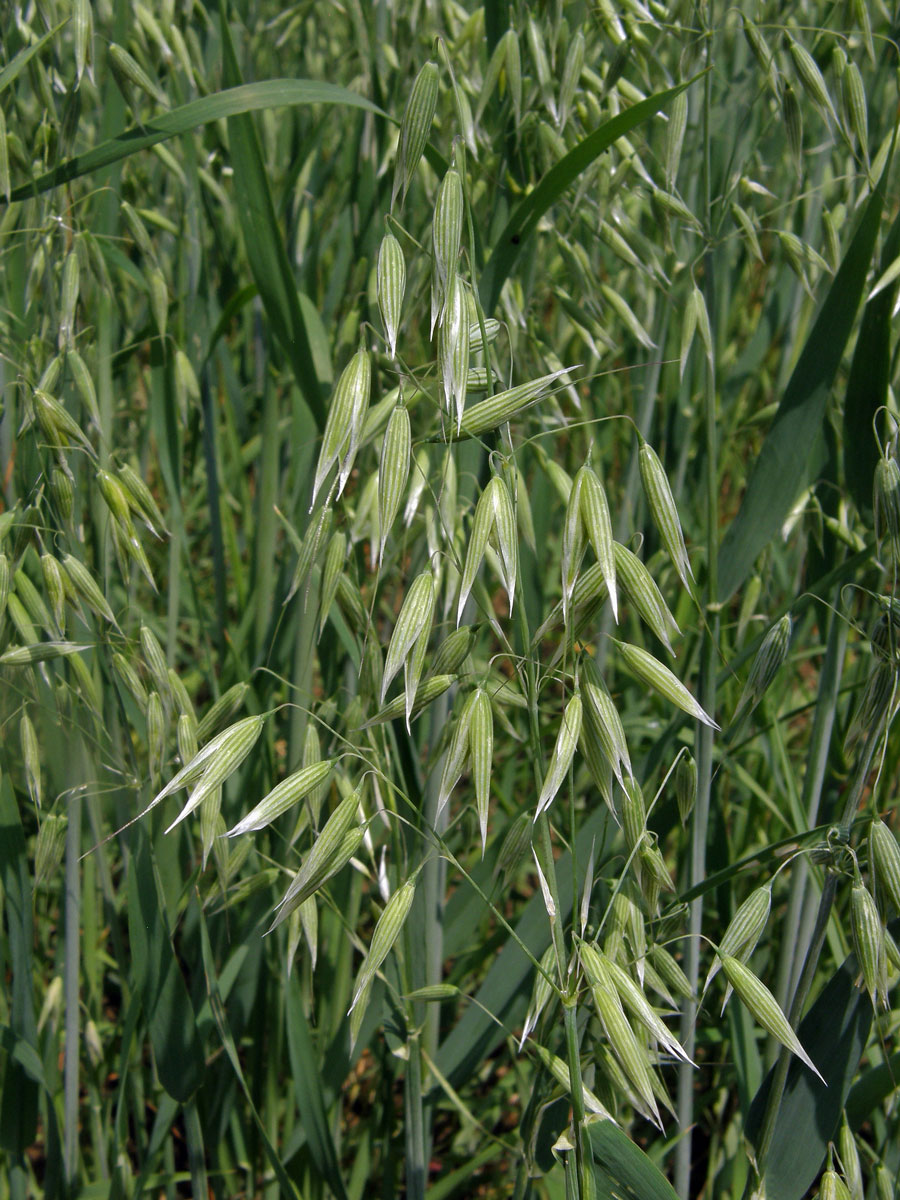 Oves setý (Avena sativa L.)