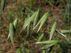 Oves setý (Avena sativa L.)