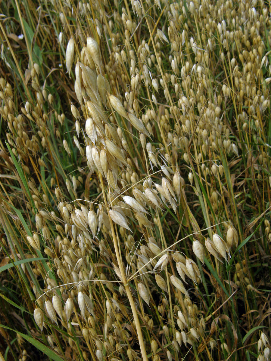 Oves setý (Avena sativa L.)