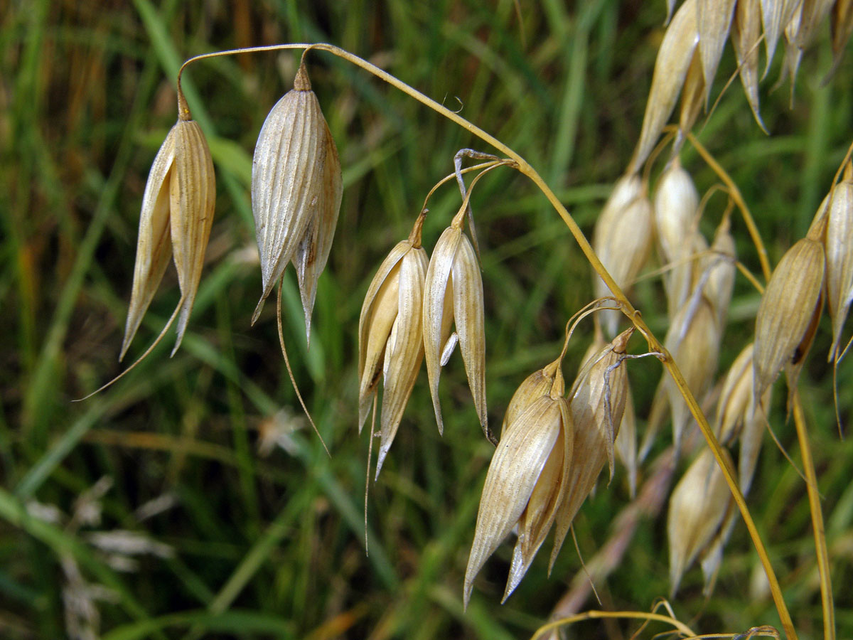 Oves setý (Avena sativa L.)