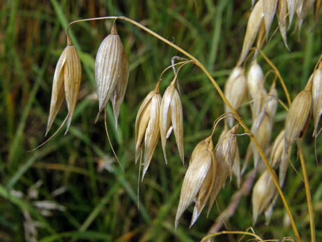 Oves setý (Avena sativa L.)