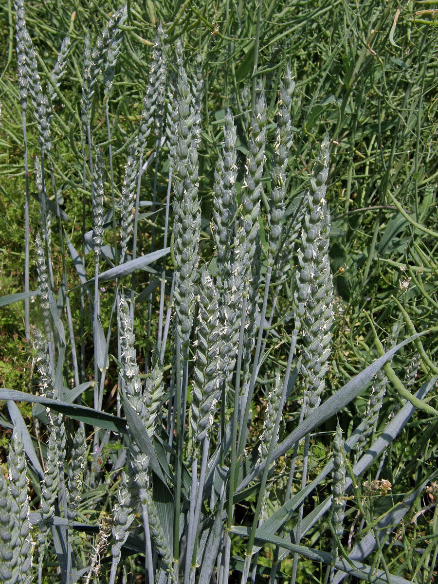 Pšenice setá (Triticum aestivum L.)