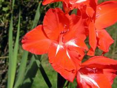 Mečík křížený (Gladiolus hybridus hort.)