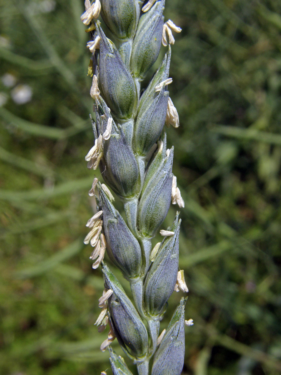 Pšenice setá (Triticum aestivum L.)