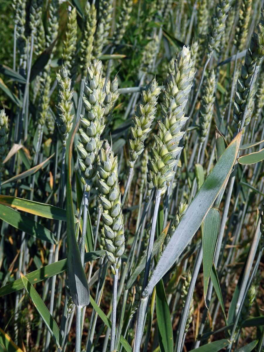 Pšenice setá (Triticum aestivum L.)