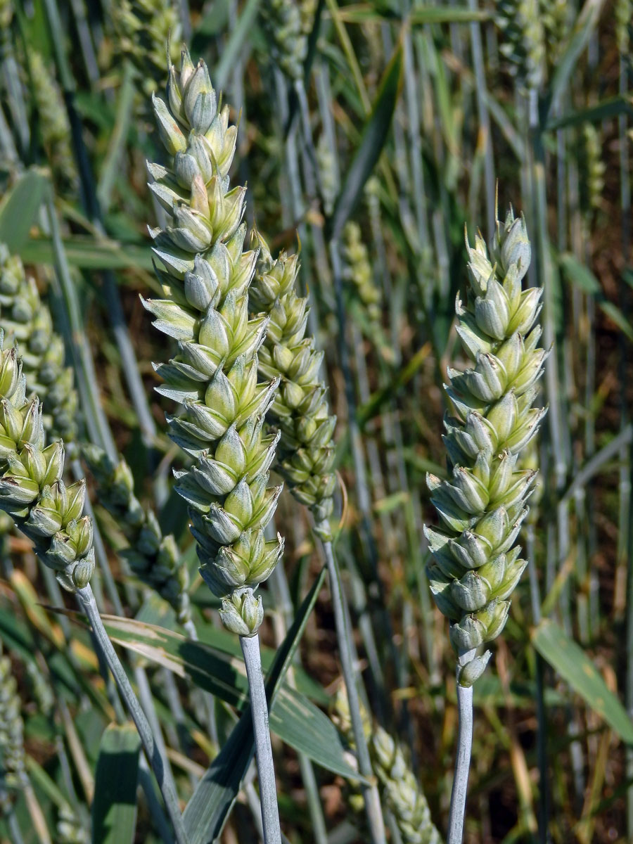 Pšenice setá (Triticum aestivum L.)