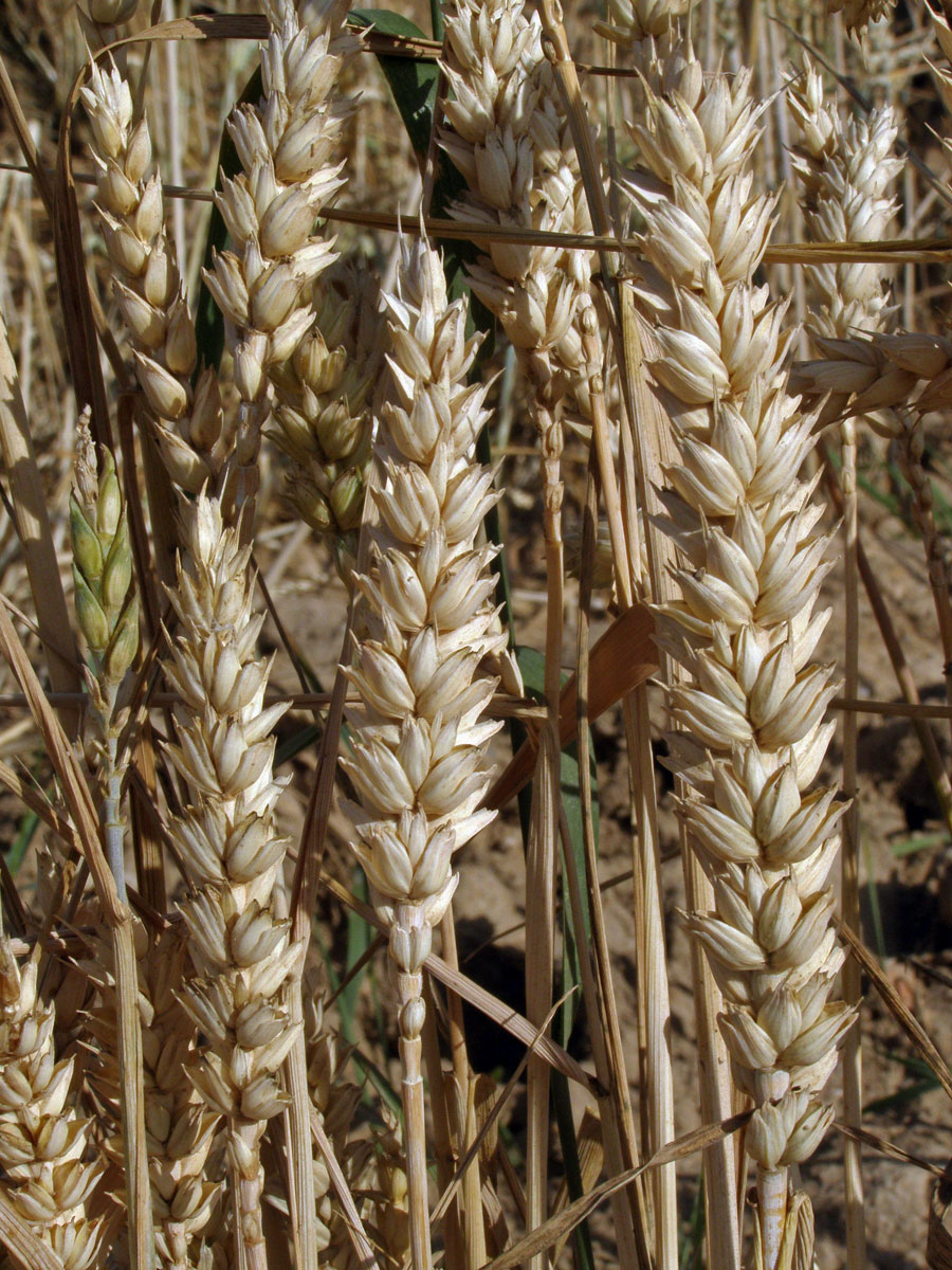 Pšenice setá (Triticum aestivum L.)