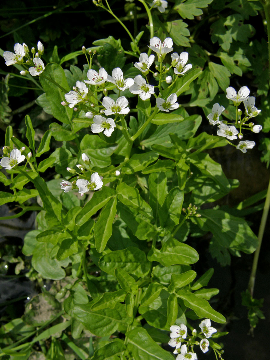 Řeřišnice hořká (Cardamine amara L.)