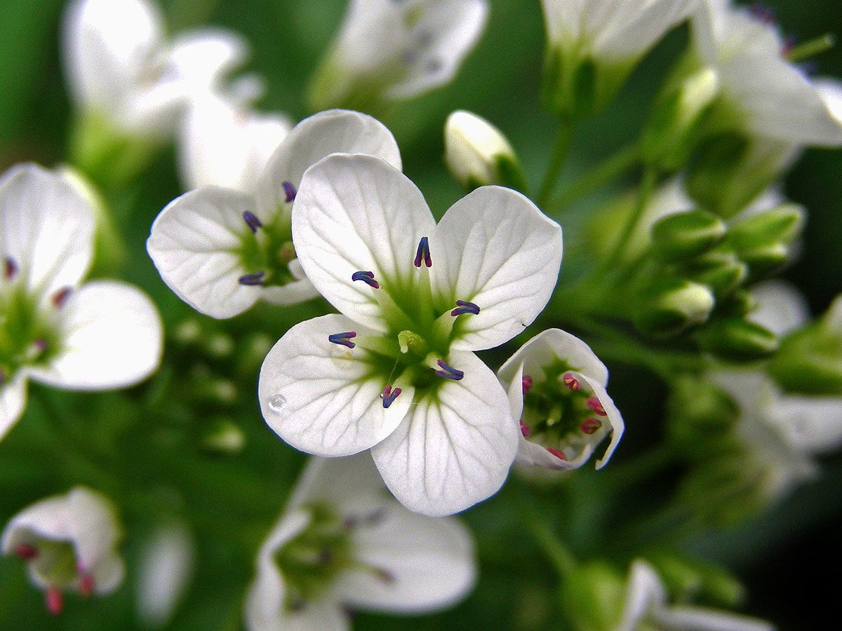 Řeřišnice hořká (Cardamine amara L.)