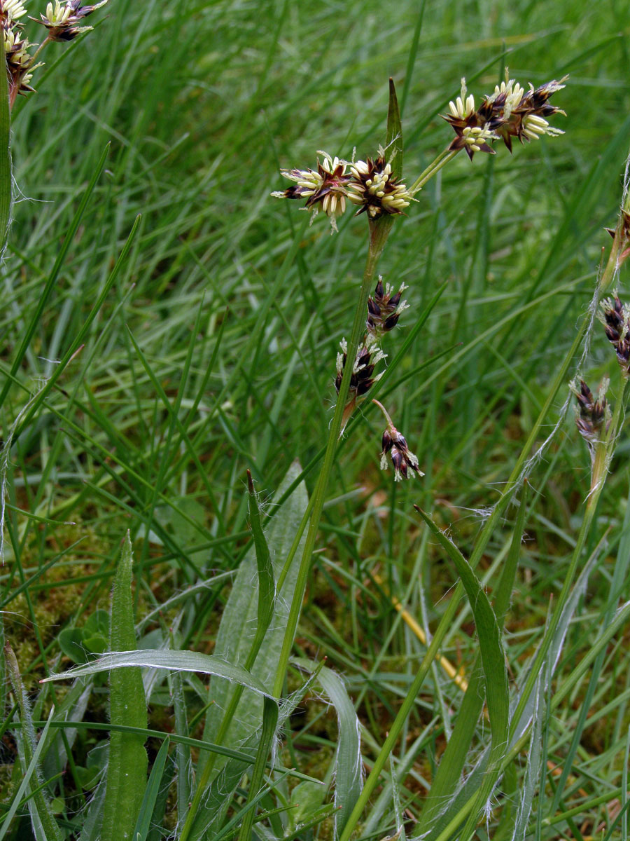 Bika ladní (Luzula campestris (L.) DC. s. str.)