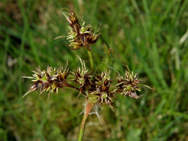 Bika ladní (Luzula campestris (L.) DC. s. str.)