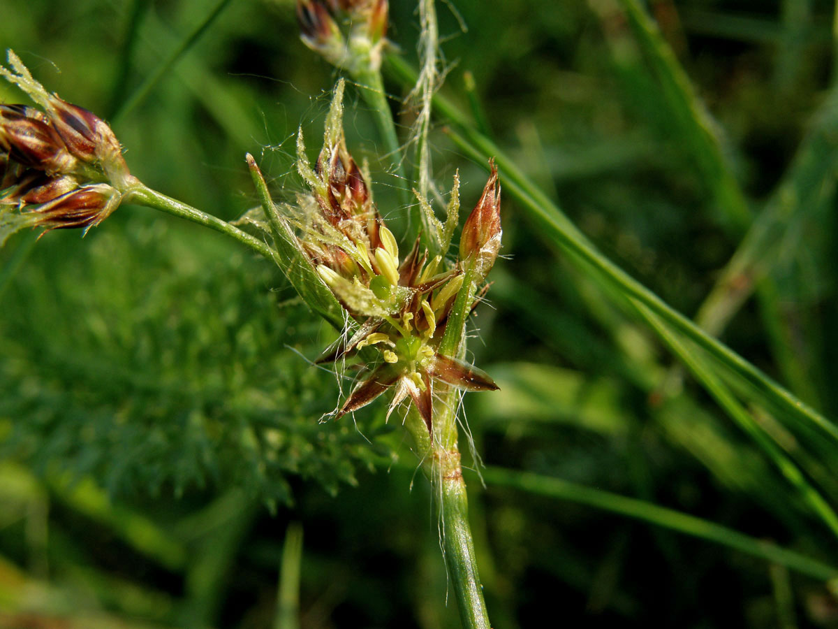 Bika ladní (Luzula campestris (L.) DC. s. str.)