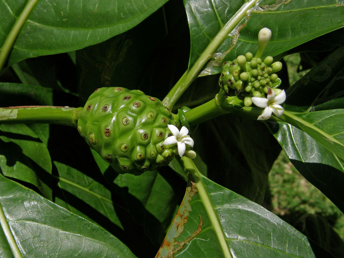 Morinda citrifolia L.