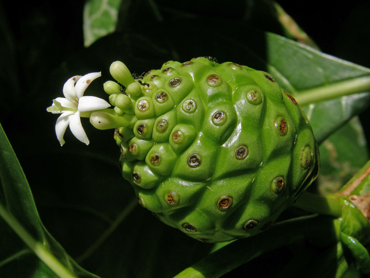 Morinda citrifolia L.