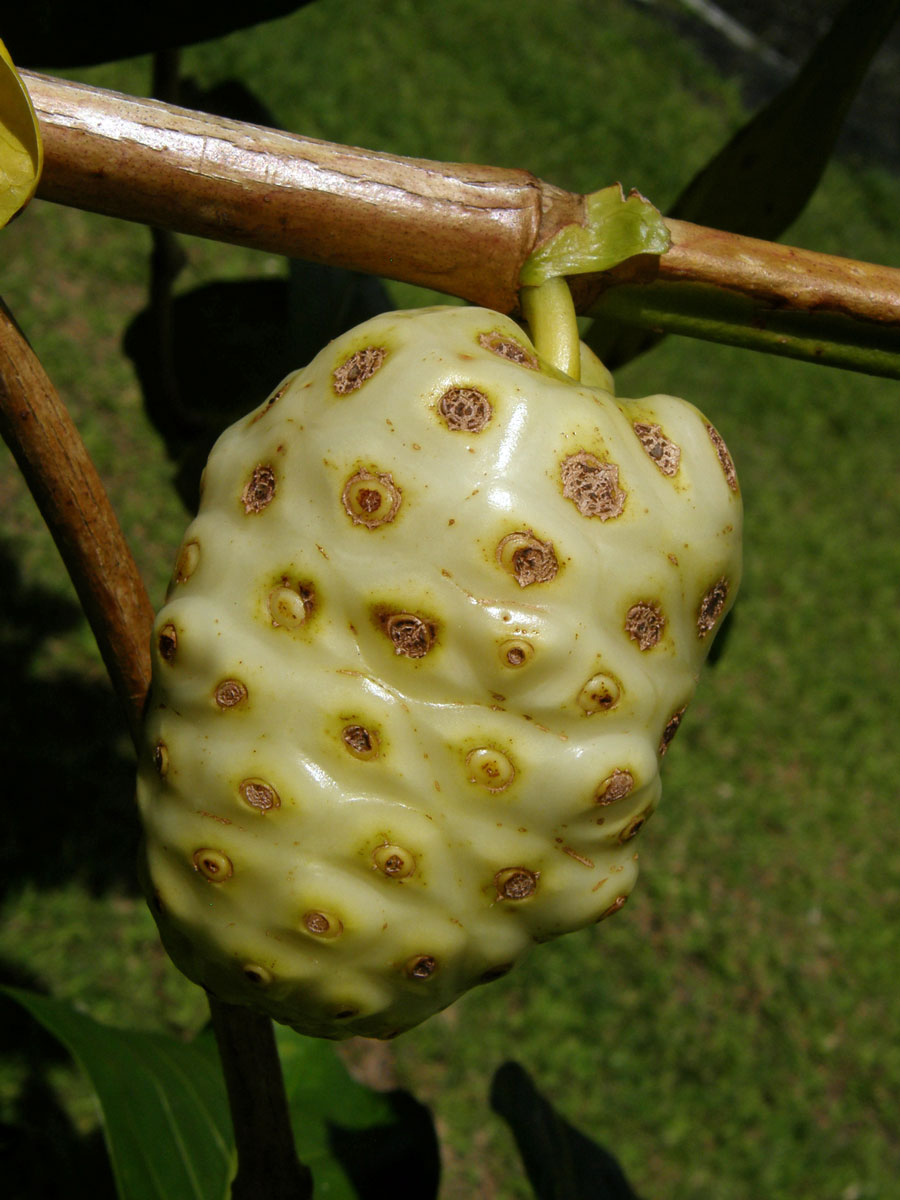 Morinda citrifolia L.