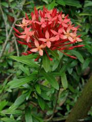 Ixora coccinea L.