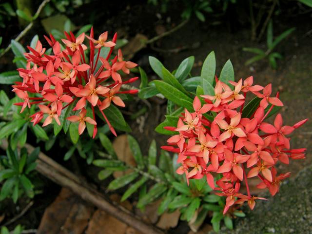 Ixora coccinea L.